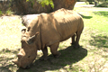Indian Rhinos Wildlife Tour Package