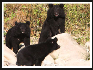Black Bear, Manas National Park
