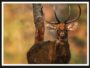 Brow-Antlered Deer, India