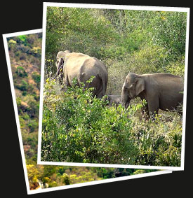 Elephant Safari in South India