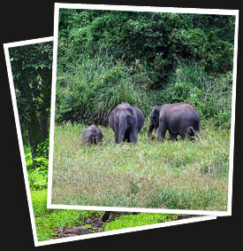 South India Wildlife Tour