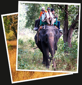 Indian Wildlife Sanctuaries Tour