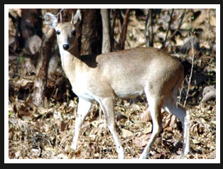 Four-horned Antelope, Gir Forest