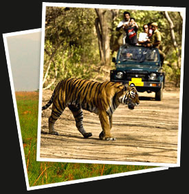 India Jungle Tour