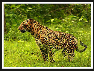 Leopard, India 