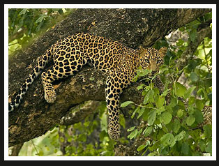 Leopard, Nagarhole National Park