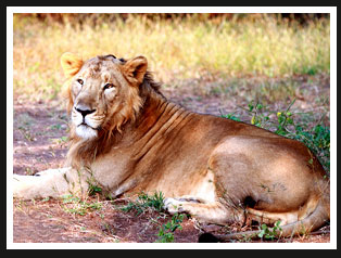 Lion, Gir Forest National Park 