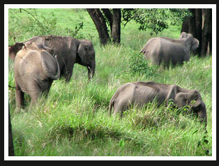 Elephant, Nagarhole National Park