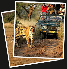 A Photographer's Safari India