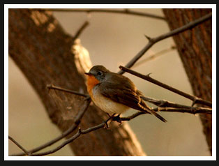 Bharatpur Bird Sanctuary 