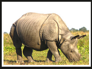 Rhino, Manas National Park