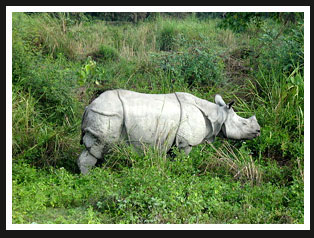 Rhino, Kaziranga National Park 