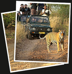 India Wildlife Adventure