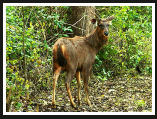 Sambhar Deer, India