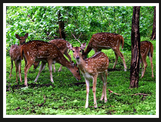 Spotted Deer, India