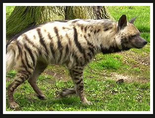 Striped Hyena, Gir Forest