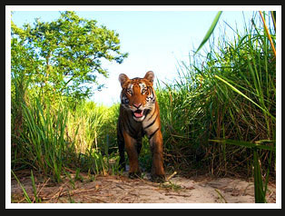 Tiger, Kaziranga National Park