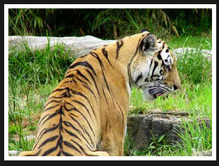 Tiger, Manas National Park