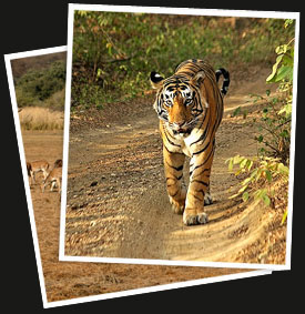 Ranthambore Tiger Tour with Golden Triangle