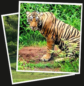 Indian Wildlife Sanctuaries Tour